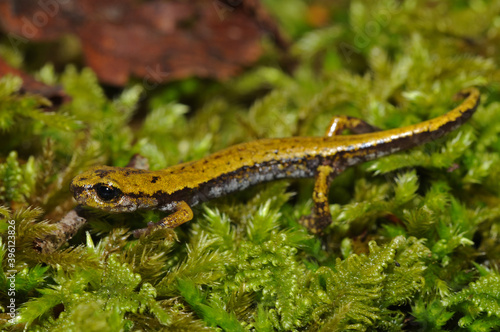 North-west italian cave salamander (Hydromantes strinatii), Apennine mountains, Italy.