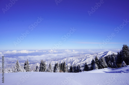 Trees growing on the ridge of the mountain. Winter landscape in the mountains.