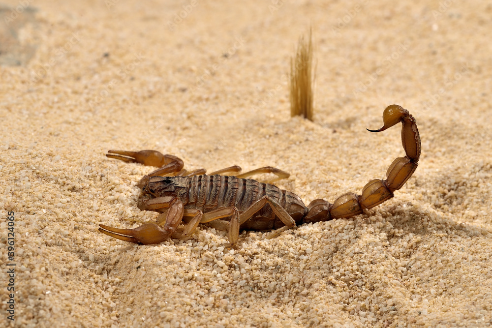 escorpión sobre la arena del desierto escorpión sobre la arena del desierto