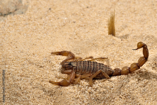 escorpi  n sobre la arena del desierto 