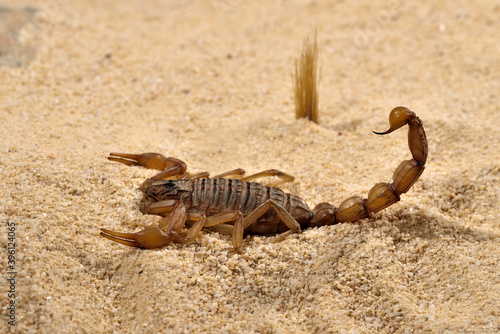 escorpi  n sobre la arena del desierto 