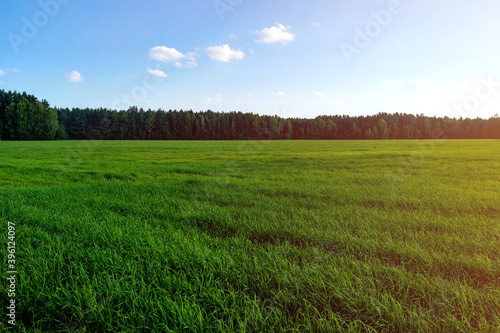 A green young field is visible on a sunny spring or summer day.