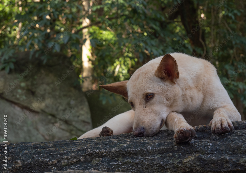 White dog lying dawn and relaxing on rock at waterfall in Thailand White dog lying dawn and relaxing on rock at waterfall in Thailand
