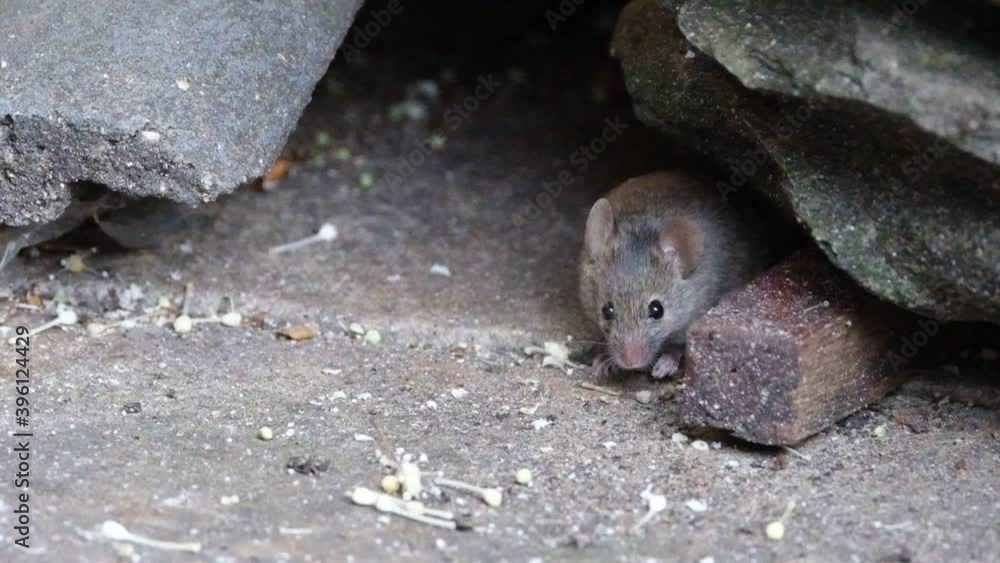 House mouse feeding in urban house garden. House mouse feeding in urban house garden.