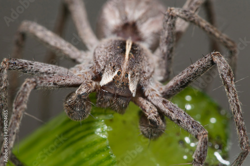 Nursery web spider (Pisaura mirabilis) male.