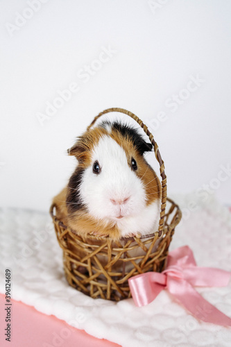 A Guinea pig is sitting in a basket. Next to it is a pink bow. The background is white.