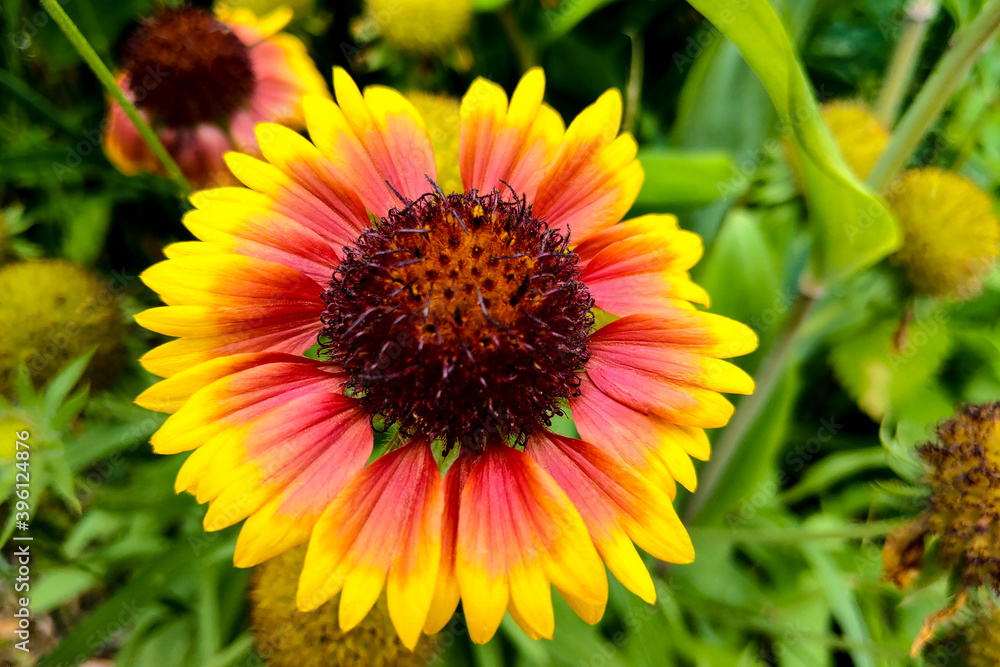 Flower - closeup of an indian blanket with copy-space. Flower - closeup of an indian blanket with copy-space.