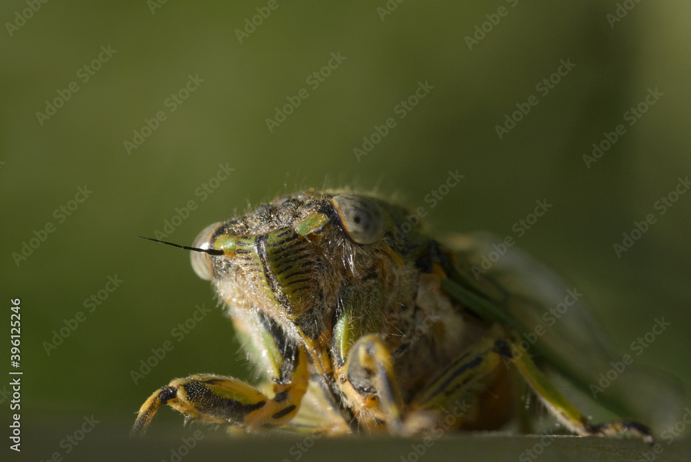 Fototapeta premium macro of a cicada