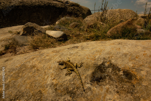 lizard basking on a stone