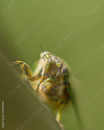 macro of a cicada