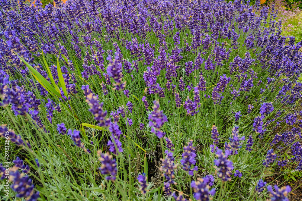 Naklejka premium Lavender flower field, fresh purple aromatic flowers for natural background. Violet lavender field.