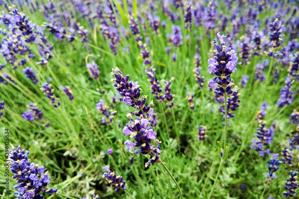 Fototapeta premium Lavender flower field, fresh purple aromatic flowers for natural background. Violet lavender field.