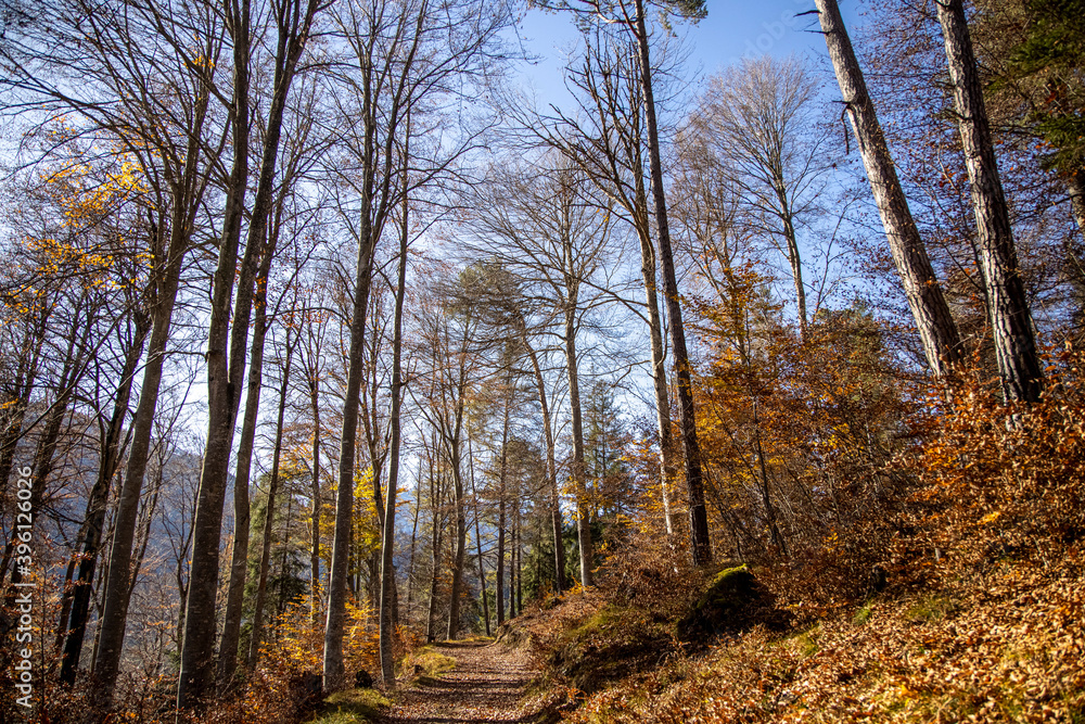 Fototapeta premium Herbstwald