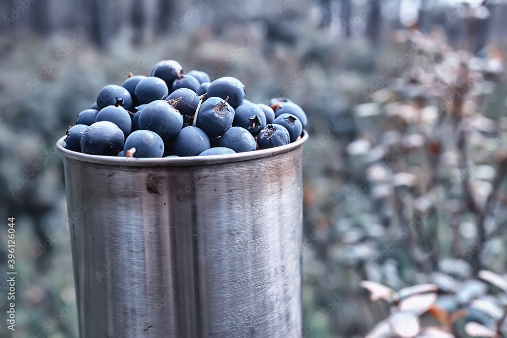 blueberries in an iron cup in the forest, hiking background vitamins