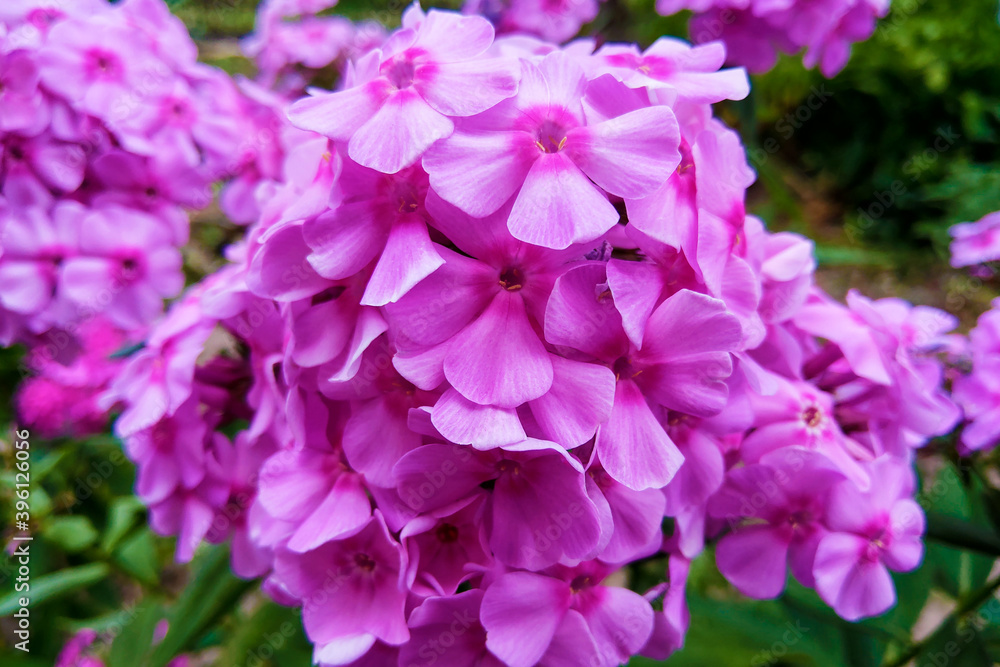 Macro photo of a beautiful flower Phlox. Phlox flower with violet lilac petals. Blooming Phlox grows in the meadow against the background of plants and grass. Macro photo of a beautiful flower Phlox. Phlox flower with violet lilac petals. Blooming Phlox grows in the meadow against the background of plants and grass.