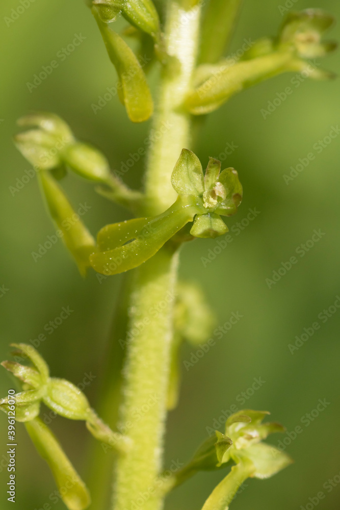 Beautiful green- flowered orchid, common twayblade (Neottia ovata) blooming in Estonian Beautiful green- flowered orchid, common twayblade (Neottia ovata) blooming in Estonian