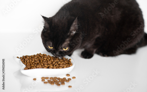 cute brown scottish cat eats dry food on the kitchen floor, close-up © irnburch