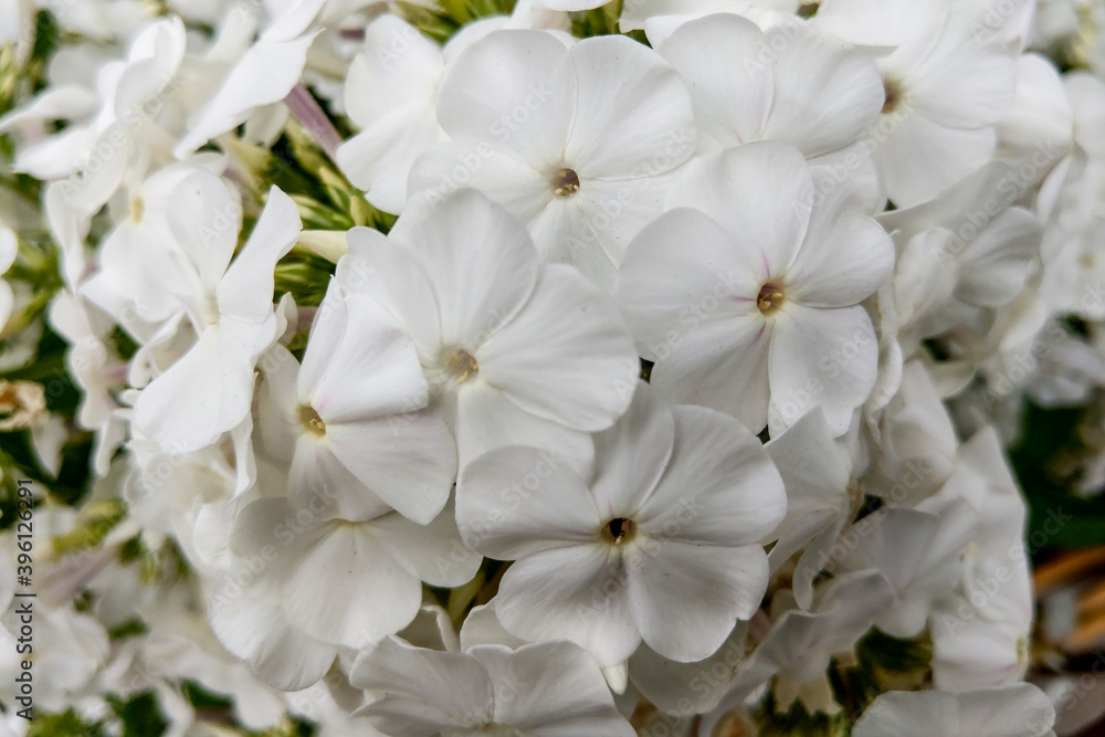 Closeup of white phlox's. Beautiful flowers white phlox's. Closeup of white phlox's. Beautiful flowers white phlox's.