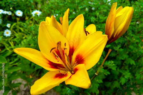 Yellow Lily Flowers in the Garden, nature.