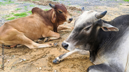 Cattle on roads in India. Indian stray bulls and cows are sitting middle of roads in India © Azay photography