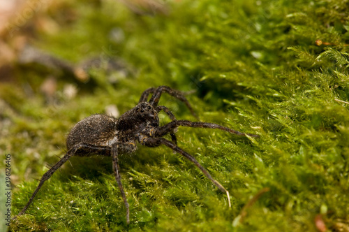 Wolf spider (Pardosa sp.) on moss.