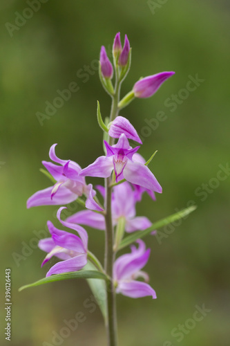 Blooming red helleborine  Cephalanthera rubra  on a sunny summer day in Estonian nature