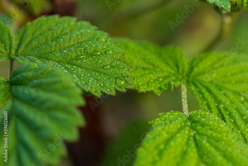 Raspberry leaves close up in the early morning in drops of rain