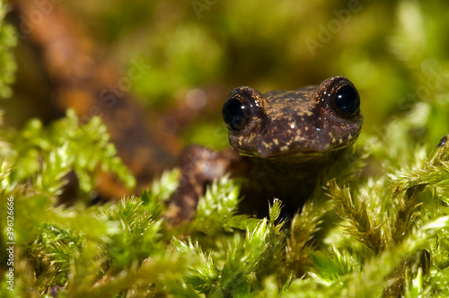 North-west italian cave salamander  Hydromantes strinatii   Liguria  Italy.