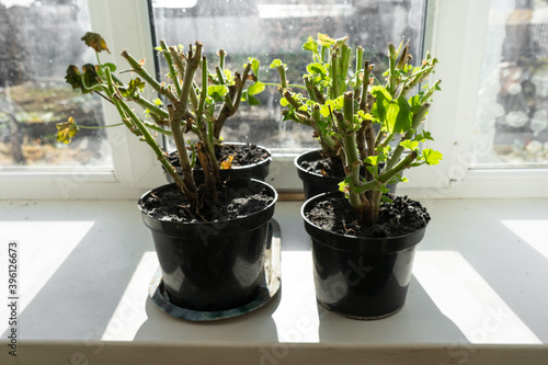 geraniums in pots on the windowsill. cut stems of geranium flower prepared for winter hibernation
