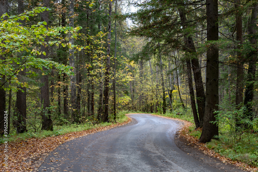 Fototapeta premium Forest Road. Asphalt tape winds between trees. Autumn forest