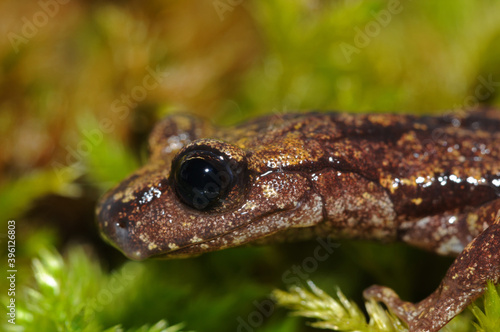 North-west italian cave salamander (Hydromantes strinatii), Liguria, Italy. photo