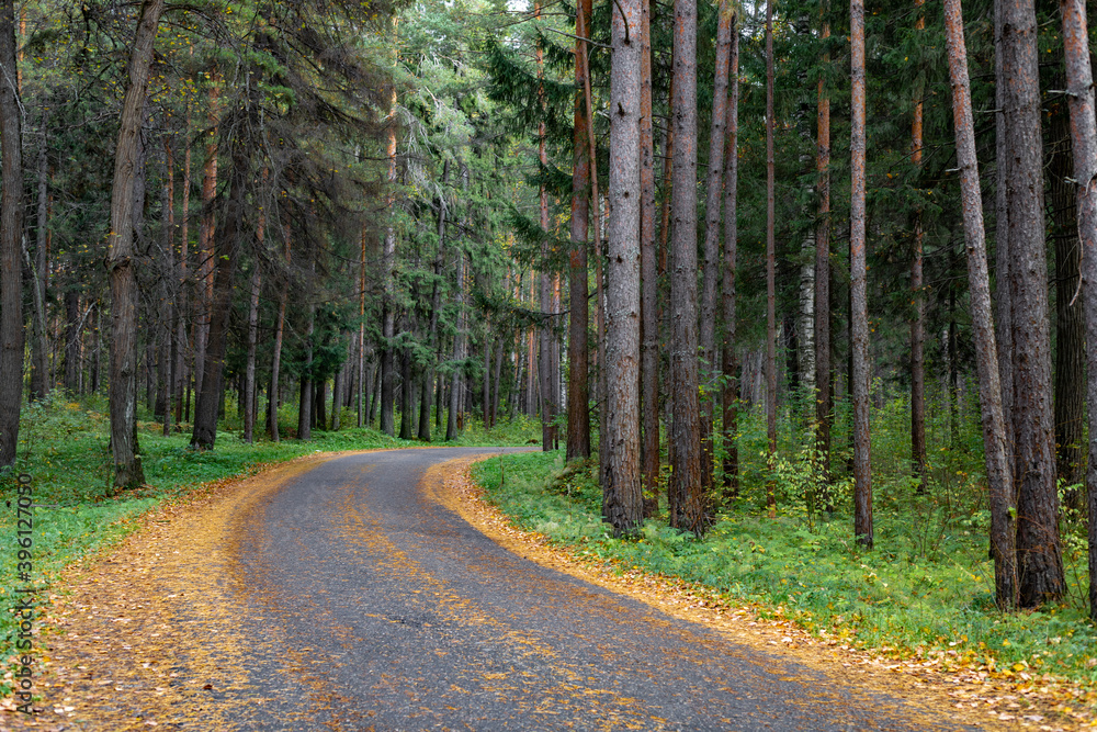 Fototapeta premium Forest Road. Asphalt tape winds between trees. Autumn forest