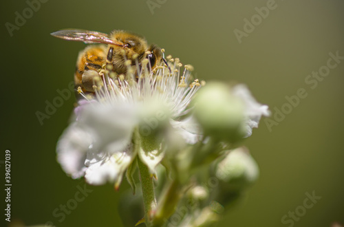 bee on a flower