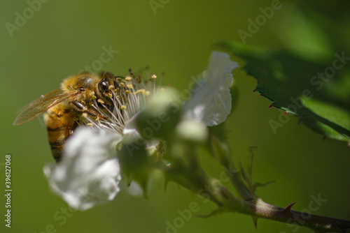 bee on a flower