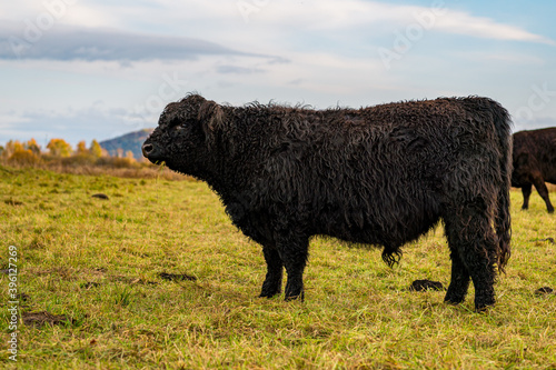 Galloway cattle at the Bannwaldturm Pfrunger-Burgweiler Ried photo