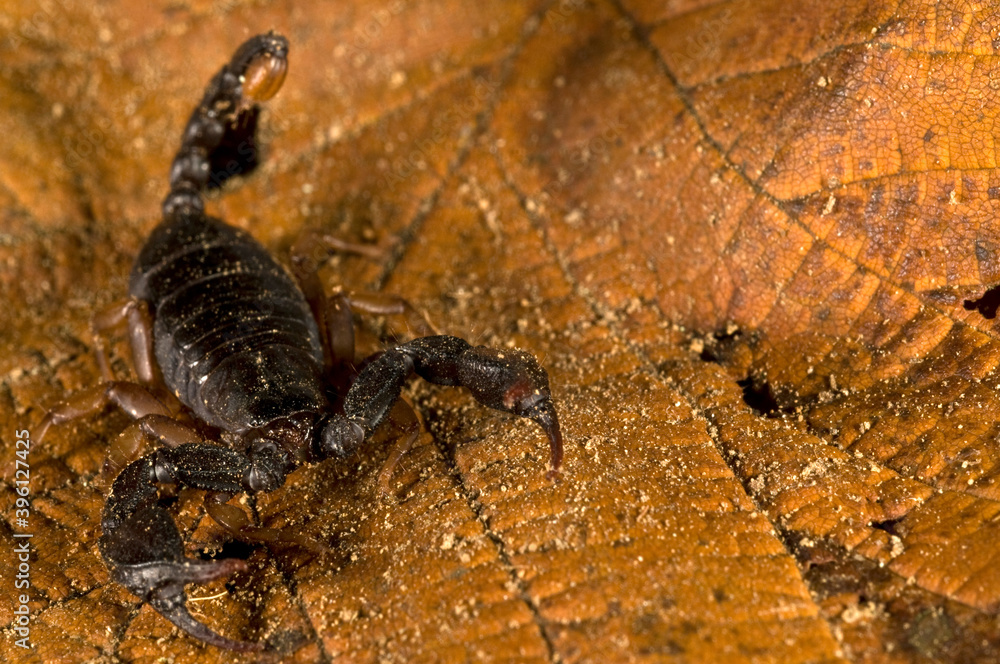 European yellow-tailed scorpion (Euscorpius flavicaudis) ona leaf, Liguria, Italy. European yellow-tailed scorpion (Euscorpius flavicaudis) ona leaf, Liguria, Italy.