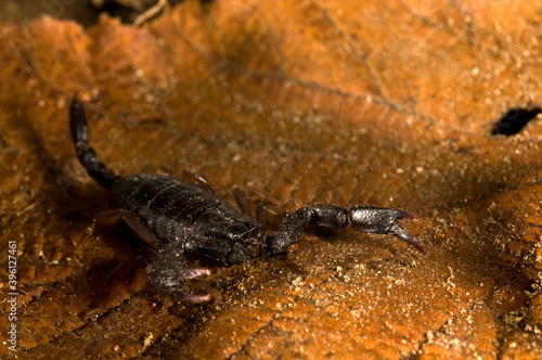 European yellow-tailed scorpion (Euscorpius flavicaudis) ona leaf, Liguria, Italy. © Federico