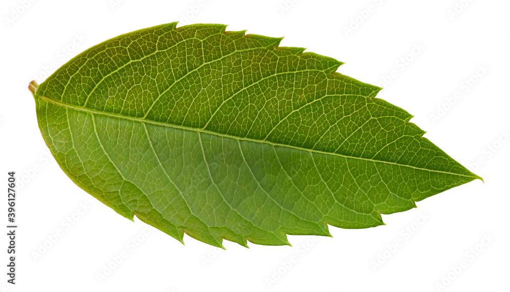 Obraz premium Nut leaf isolated on a white background