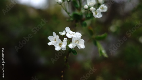 white flowers in the garden