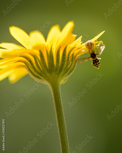 bee and spider on flower