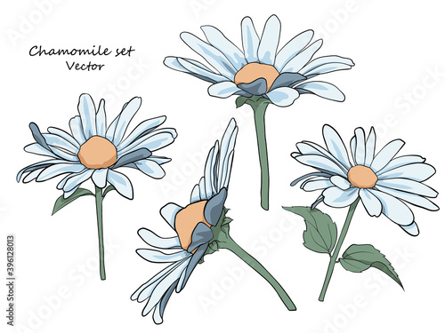 Floral set of daisies. A set for drawing up flower arrangements for decoration, design of postcards, textiles, paper, prints, fabrics, etc. Vector graphics.