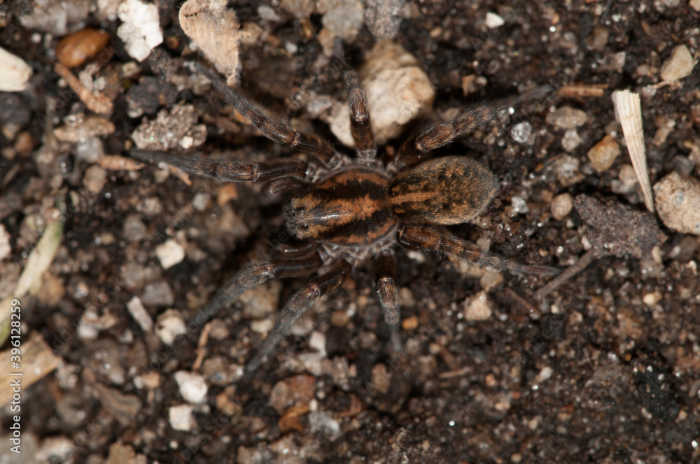 Wolf spider (Trochosa ruricola), Tuscany, Italy.