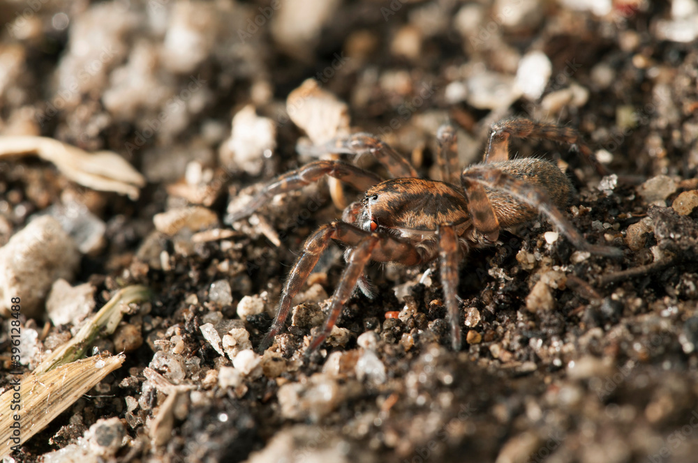 Wolf spider (Trochosa ruricola), Tuscany, Italy. Wolf spider (Trochosa ruricola), Tuscany, Italy.