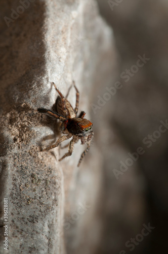 Jumping spider (Saitis barbipes) male. photo