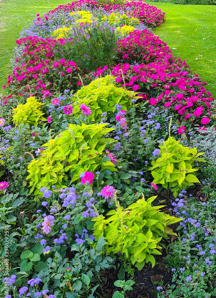 Obraz premium Colorful Flowers