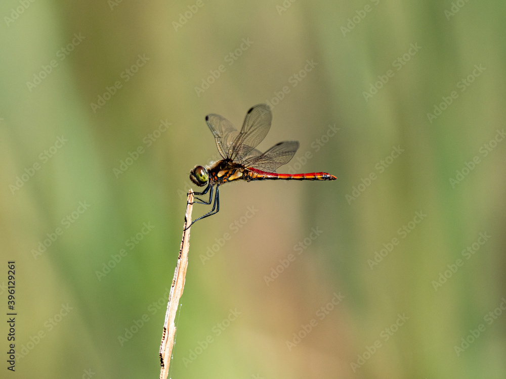 Autumn Darter perched on wetland reed 3 Autumn Darter perched on wetland reed 3
