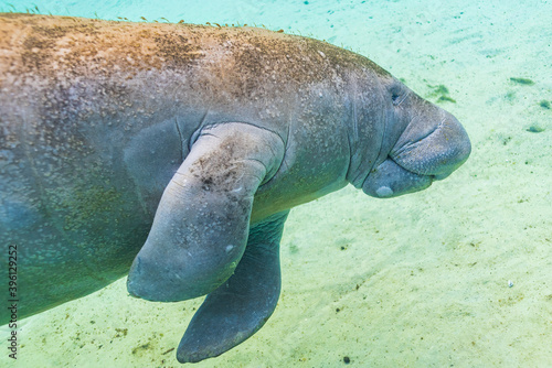 Manatee or sea cow swimming underwater in river over sand