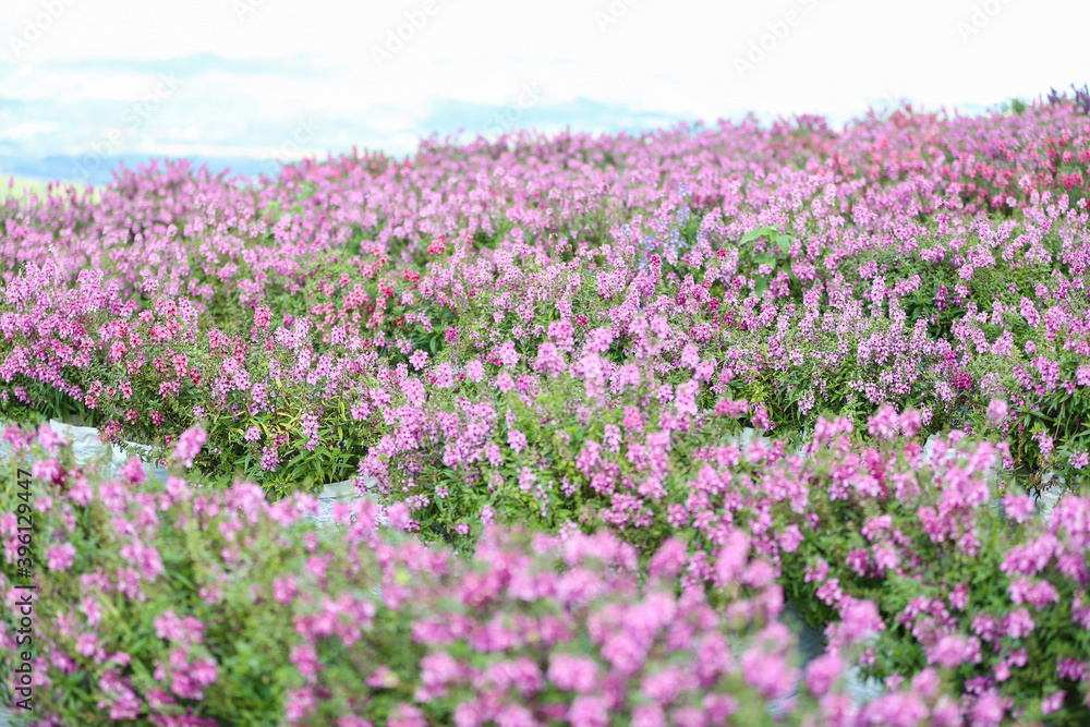 Flower Festival on the Filed after Harvest at Khaokho Mountain, Thailand