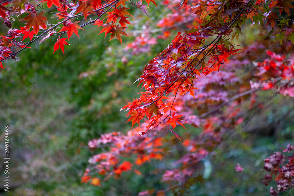 秋の紅葉