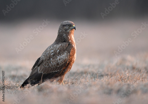 Common buzzard ( Buteo buteo ) close up © Piotr Krzeslak